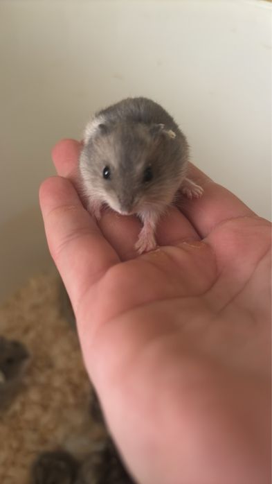 Хом’ячоки Джунгарки