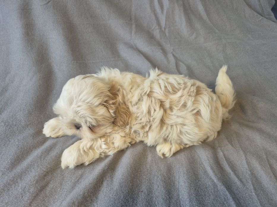 Shih Tzu Shihtzu