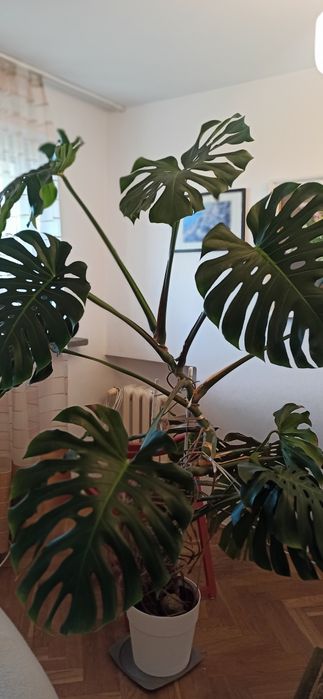 Monstera 1.80 wysokości