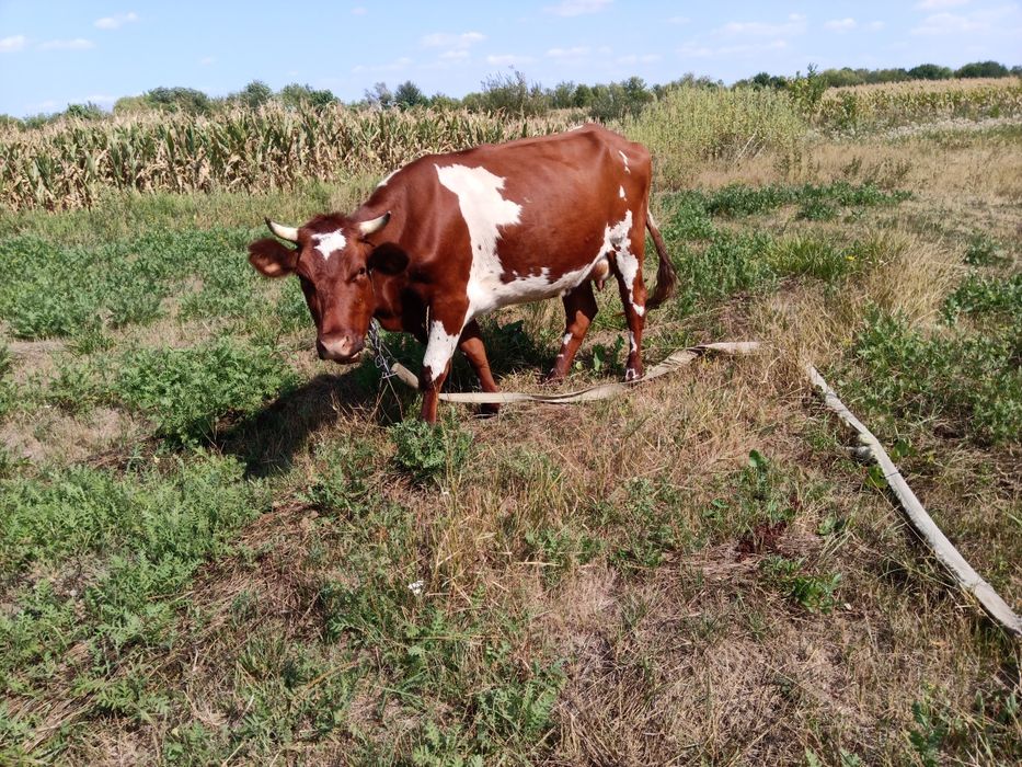 Продам срочно корову голштин