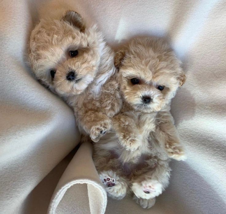 Мальтіпу з гарним здоров’ям і доглядом