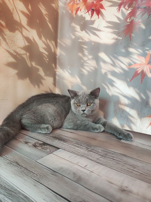 Шотландські кошинята