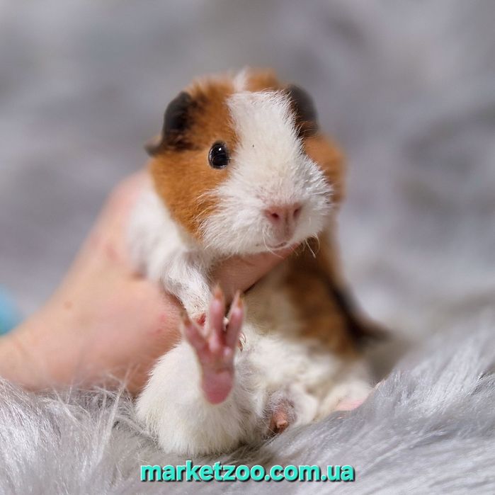 Унікальний біло-рудий хлопчик тедді – ваш майбутній фаворит!