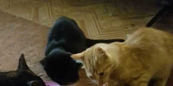 котики 6 місяців в добрі руки