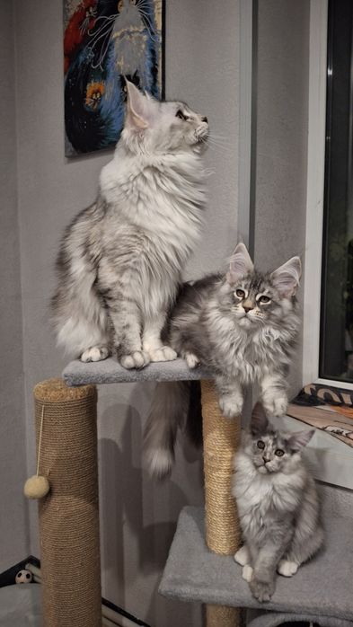 Кошенята Мейн Кун