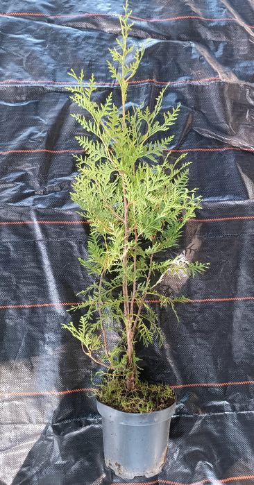 Туя Брабант 60-70см. Опт