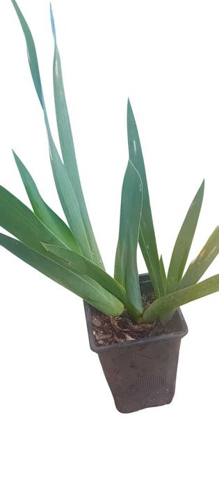 Iris amarela em vaso
