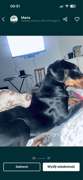 Domowa opieka dla piesków. Hotel