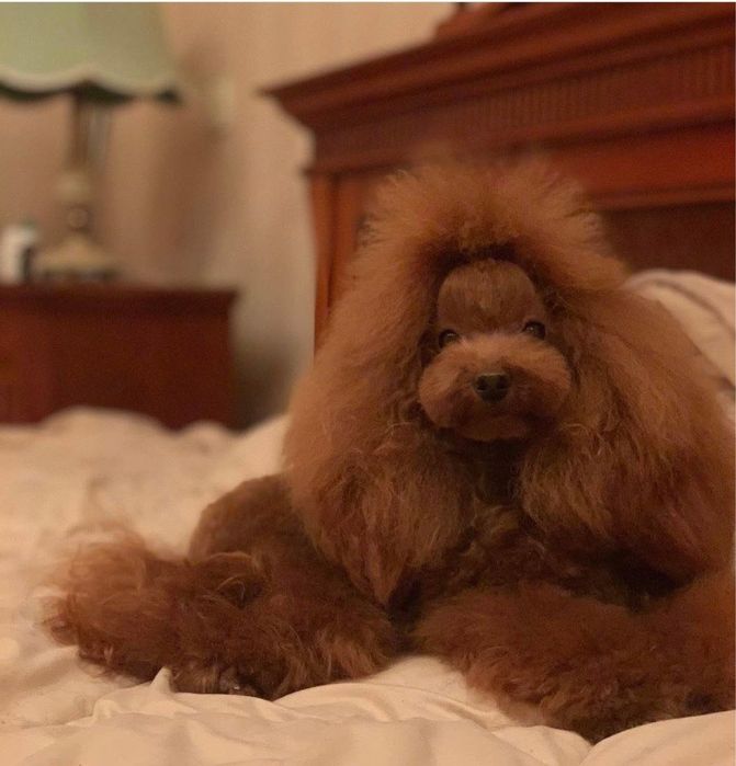 Продам хлопчика Мальтіпу