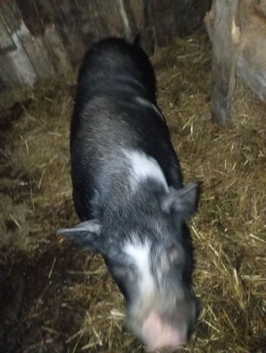 В'єтнамський кнур. Кабан молодий