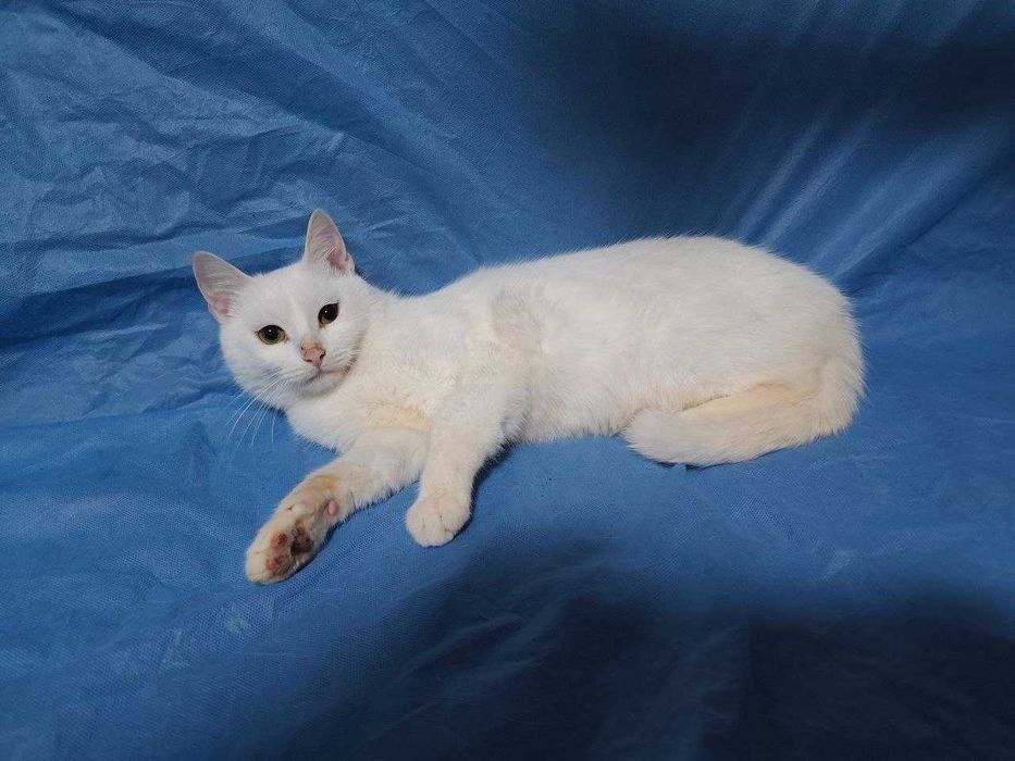 Чудесный молодой котик - подросток белоснежный, крупный компаньон