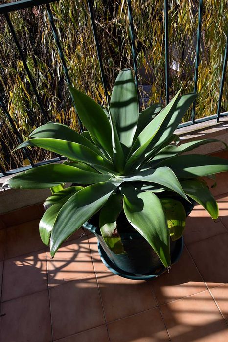 Cato Agave Grande