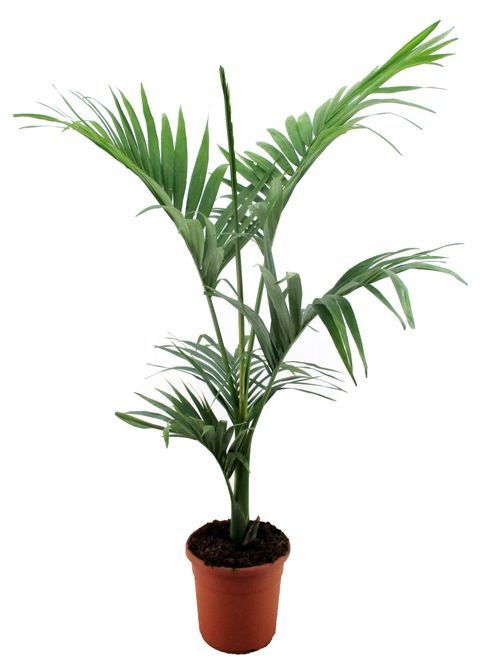 Palmeira real australiana (Archontophoenix alexandrae)