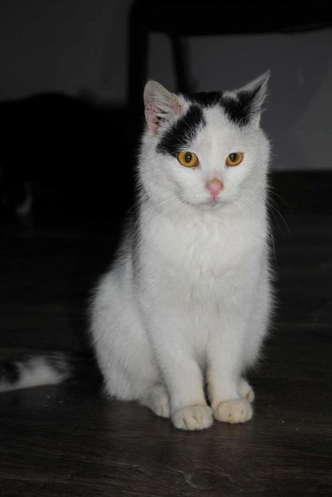 Wojtuś czeka na dom