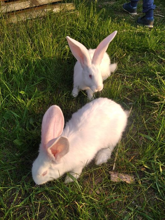 Продам кролів породи "Білий велетень"
