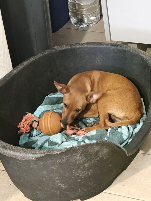 Pinscher  macho puro