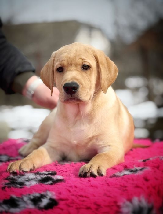 Дівчинка лабрадор ретривер!
