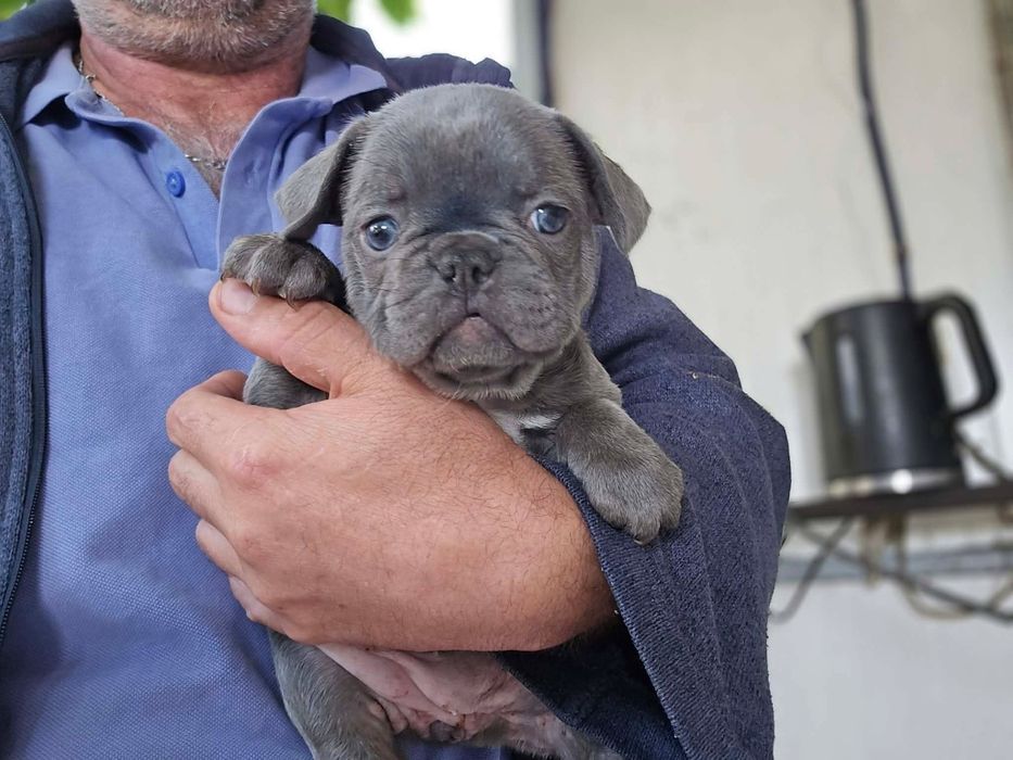 Buldogue Francês  macho azul .