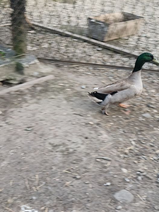 Sprzedam kaczki krzyżówki