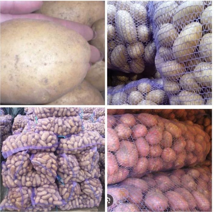 Продам картоплю істівну