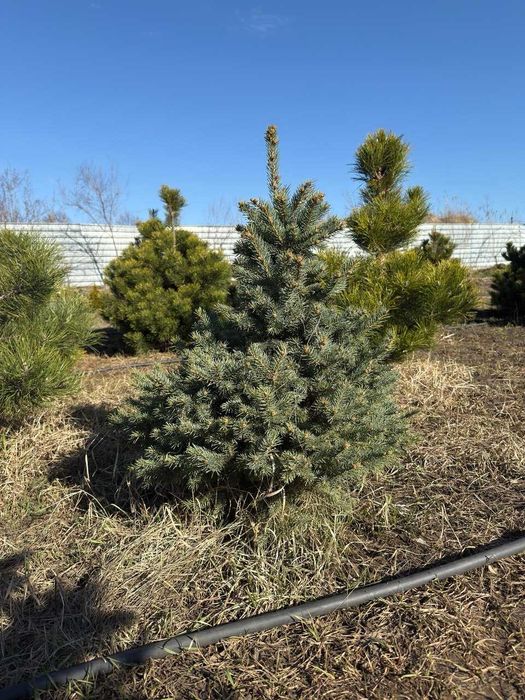 Ялинки крупноміри 5–8 метрів | Блакитні та зелені