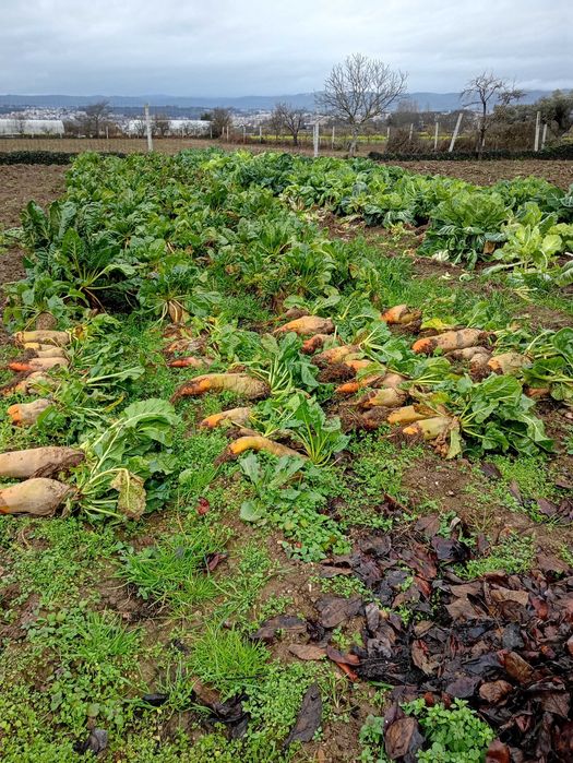 Beterraba - Comida para animais