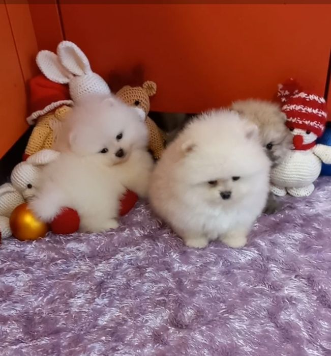 Самые красивые мини малыши