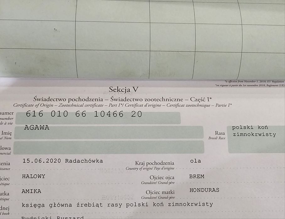 Piekna Klacz PKZ 5 lat. Wstępnie zajeżdżona