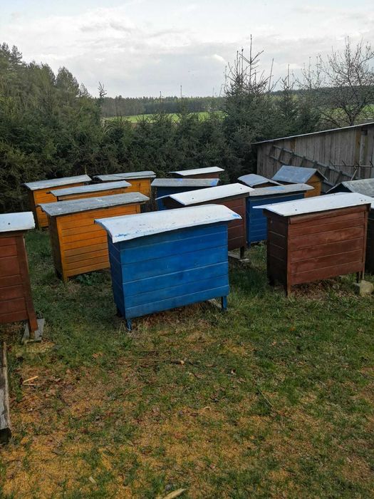 Ul Ule warszawskie zwykłe