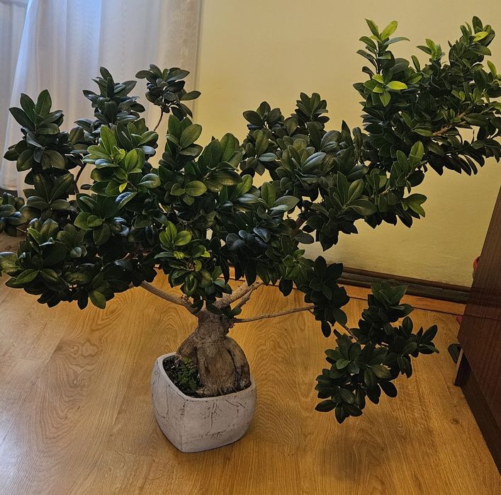 Duży Fikus Ginseng Bonsai (90 cm) w ozdobnej donicy
