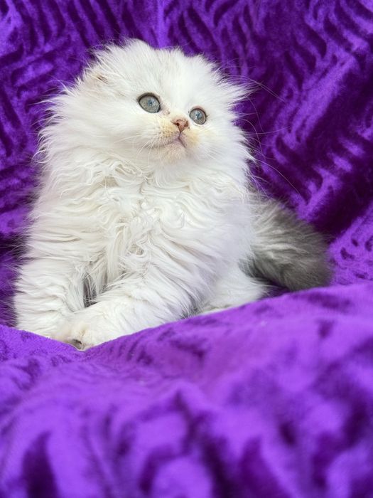 Femea scottish fold