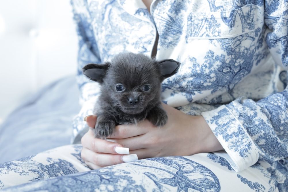 Chihuahua FCI dziewczynka