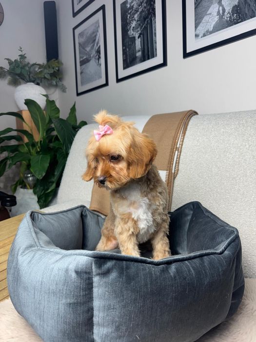 cavapoo sunia gotowa do odbioru