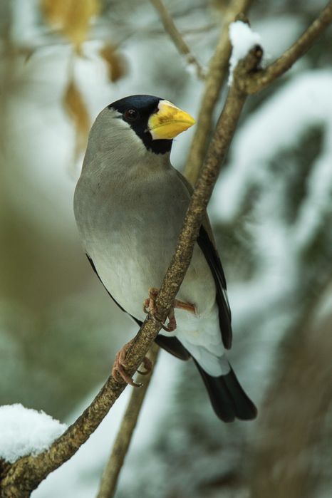 Bico grossudo do japao