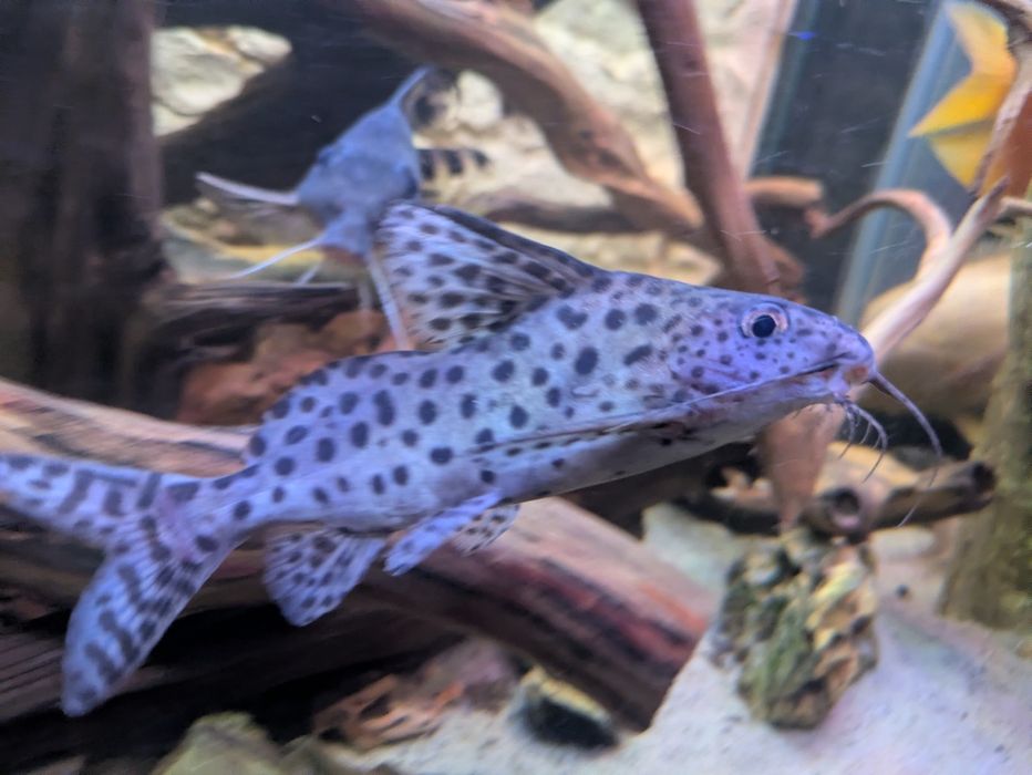 Gietkoząb centkowany / Synodontis multipunctatus 14 cm