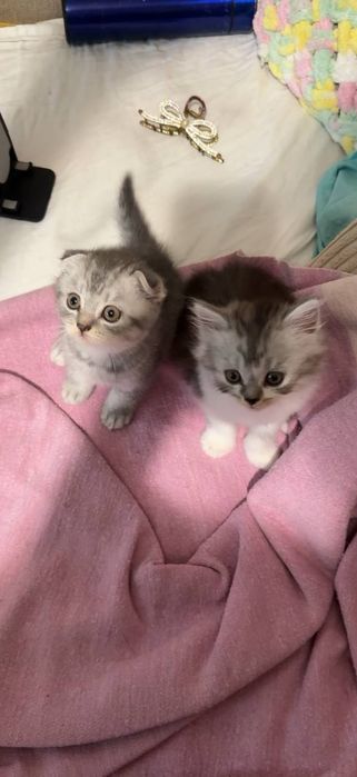 Скоттиш фолд, вислоухие котята, скоттиш страйт,шотландцы, вислоухие