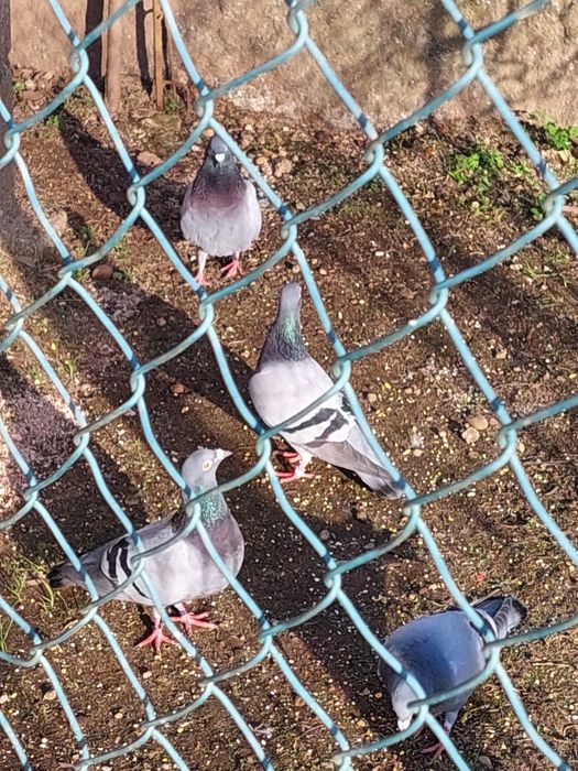Pombas correias jovens