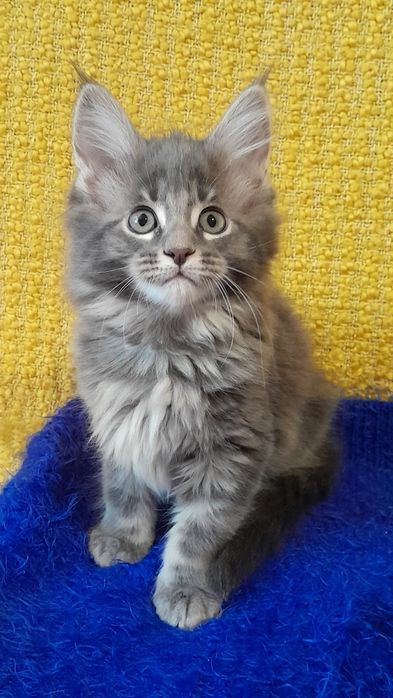 Пропоную кошенят мейн кун.