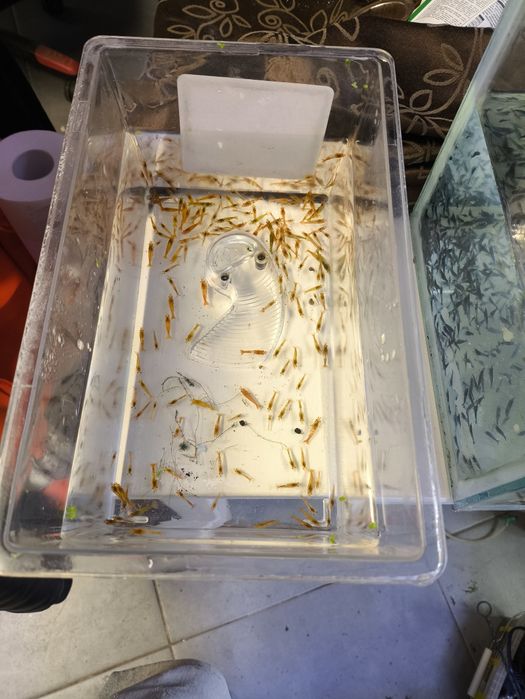Neocaridina orange