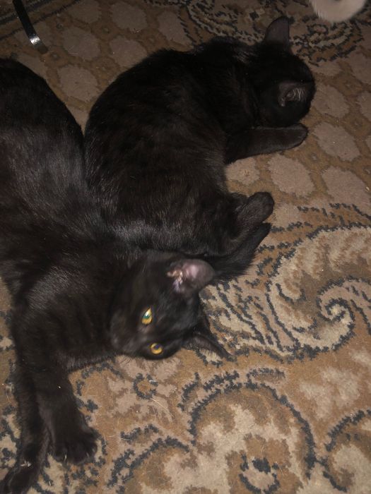 Отдам кошенят безкоштовно в хороші руки