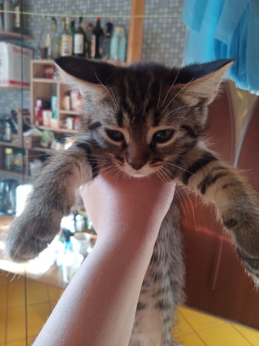 КОТЯТА ВІД британської КІШКИ