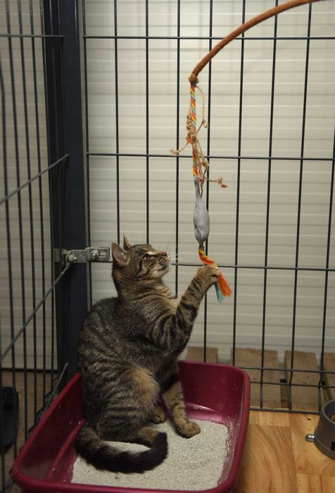 Tygrysek- roczny kotek do pilnej adopcji.