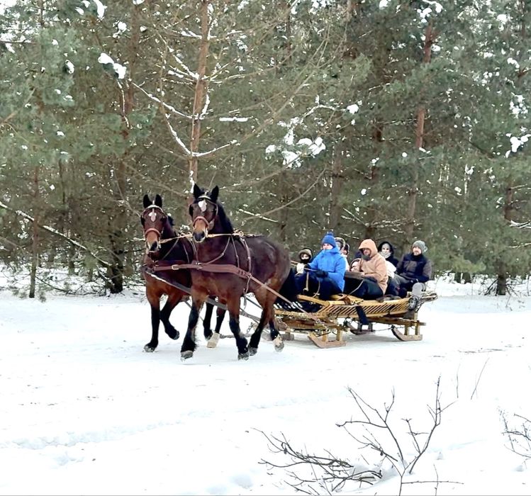 Para zaprzęgowa - dwie gniade klacze