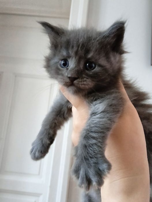Maine coon niebieski dymny solid  kocur do hodowli FPL bez obostrzeń