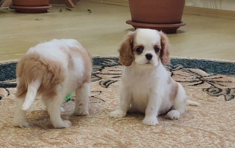 Щенки Кавалер Кинг Чарльз спаниель.