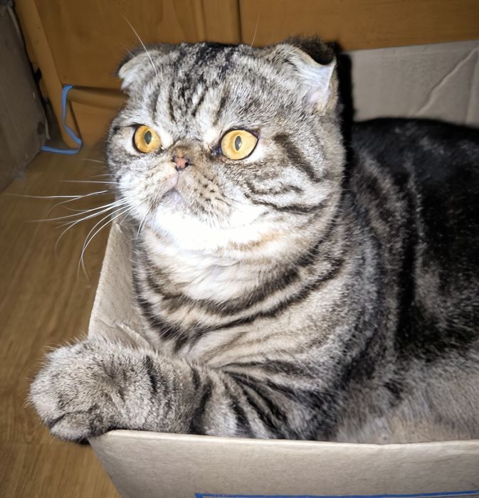 Чарівний хлопець Срочно!