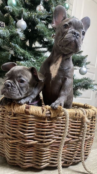 Французский будьдог