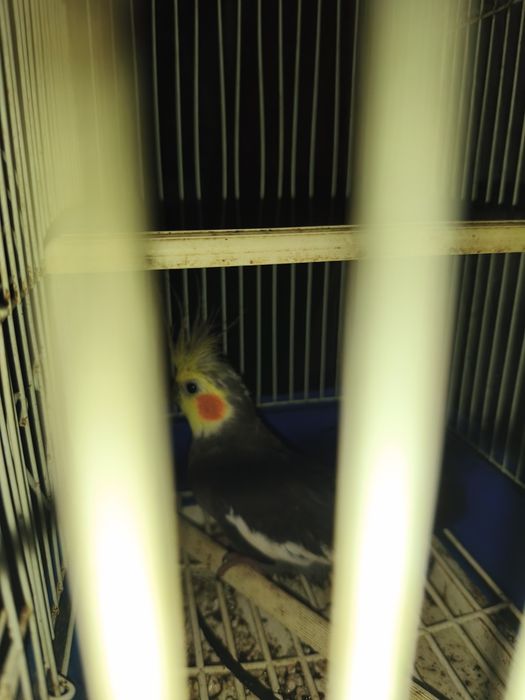 Caturras e canários disponíveis