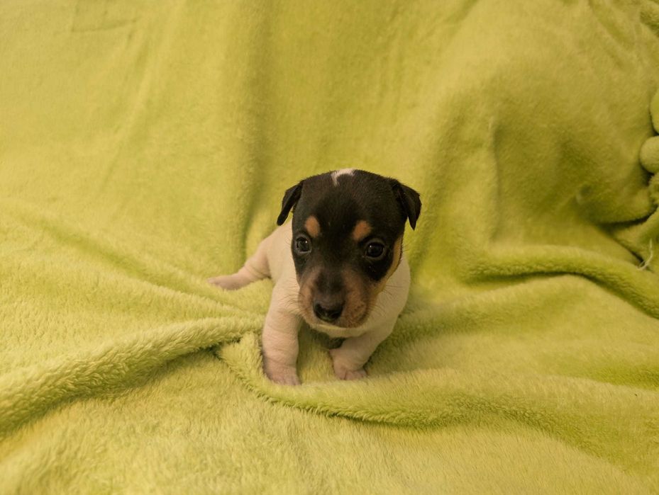 Jack Russel Terrier