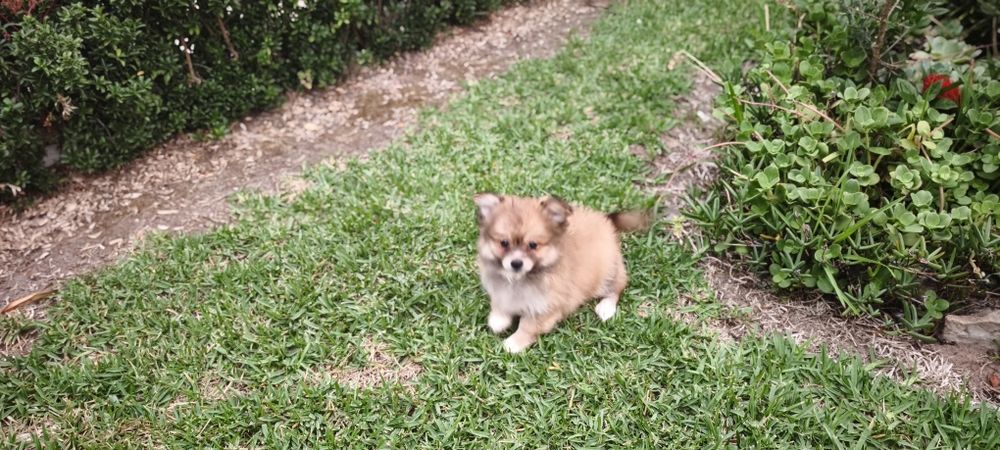Spitz miniatura para entrega imediata